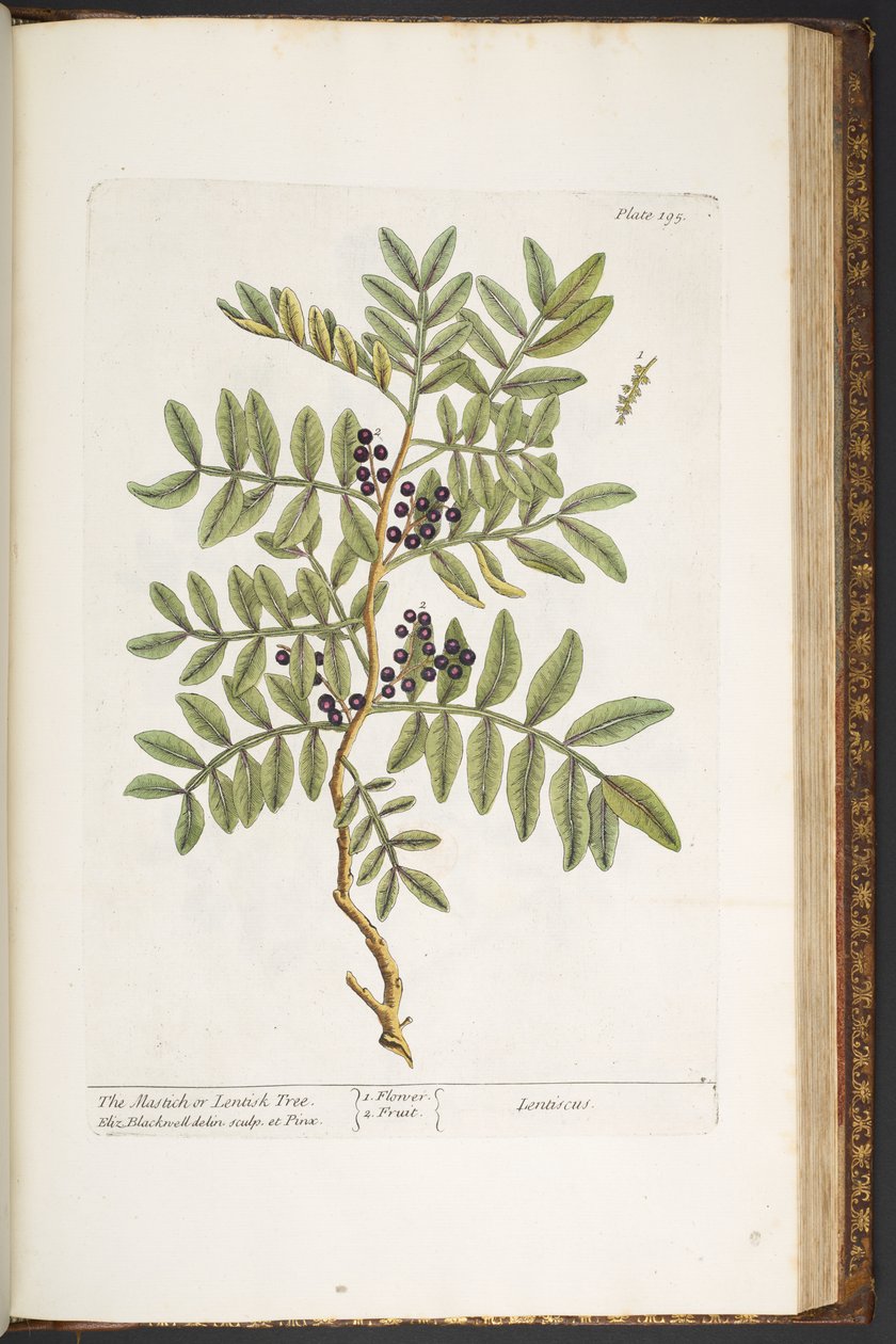 Levy 195, "A Curious Herbal" tekijältä Elizabeth Blackwell