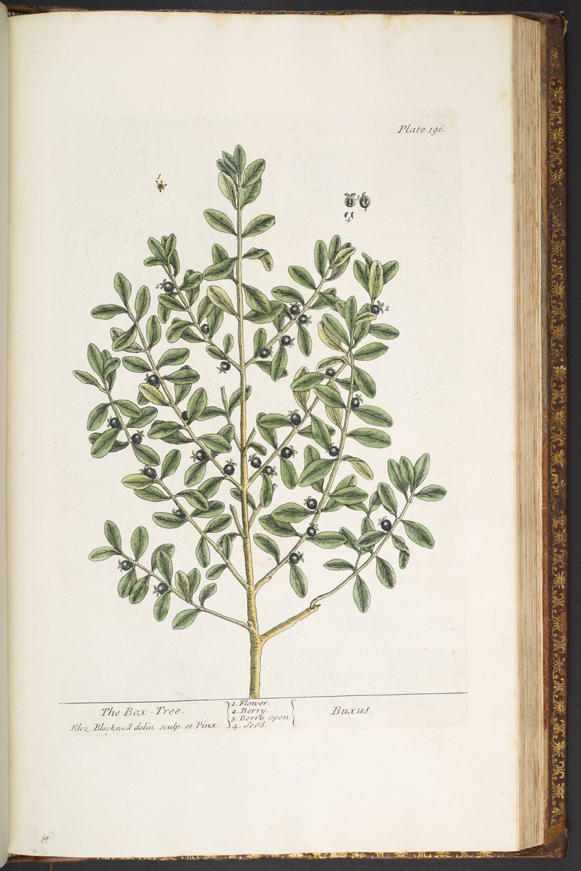 Levy 196, "A Curious Herbal" tekijältä Elizabeth Blackwell