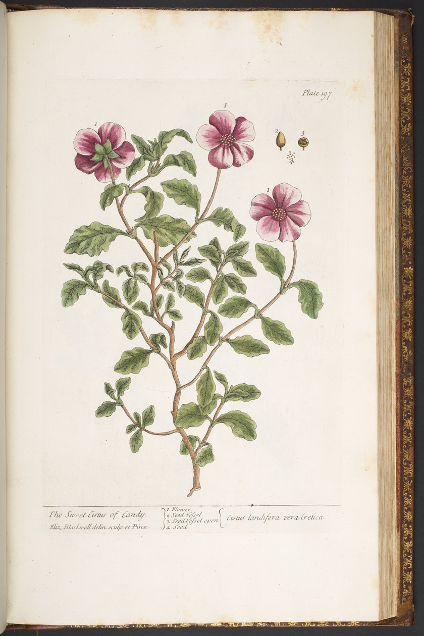 Levy 197, "A Curious Herbal" tekijältä Elizabeth Blackwell