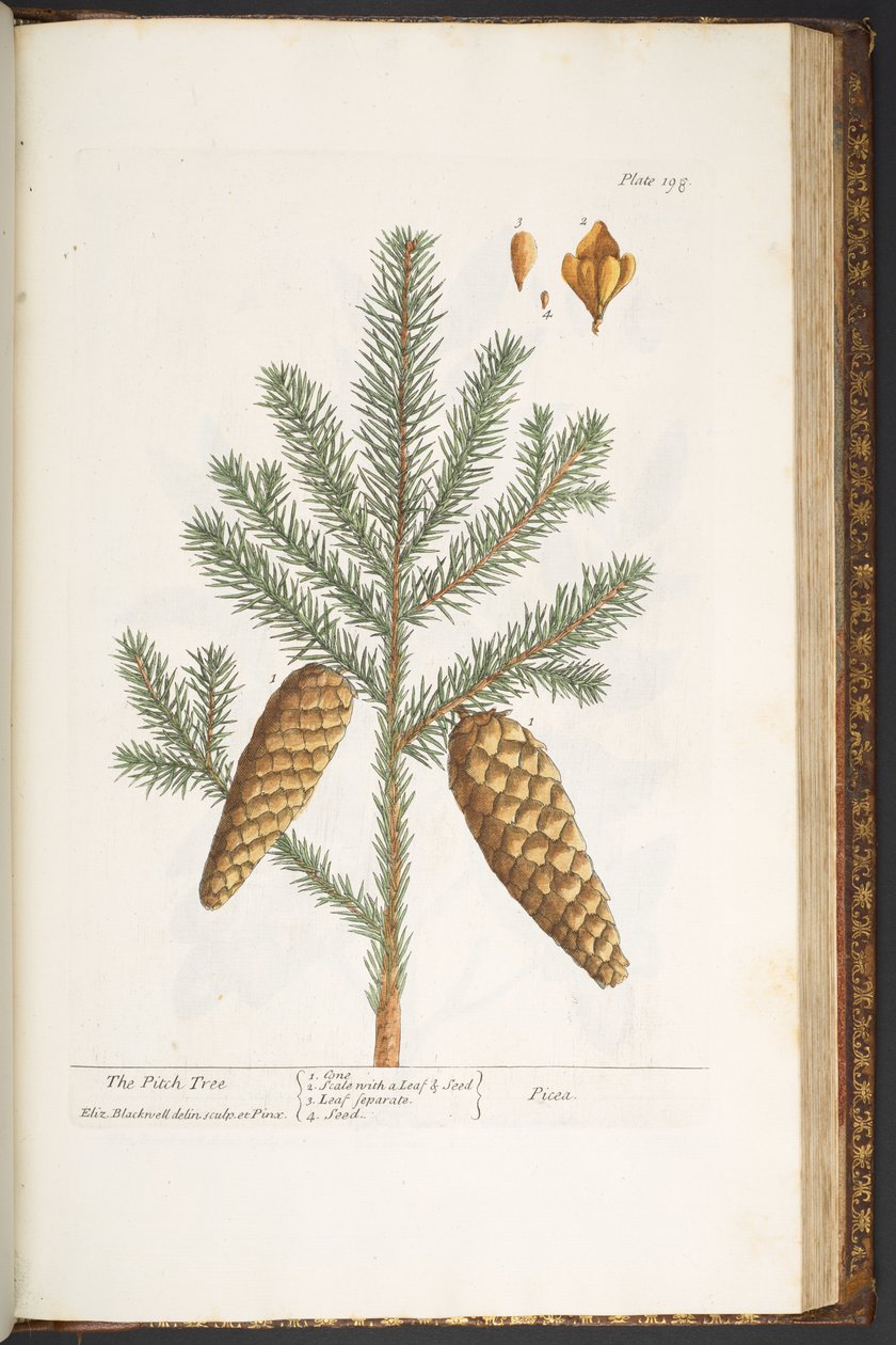 Levy 198, "A Curious Herbal" tekijältä Elizabeth Blackwell