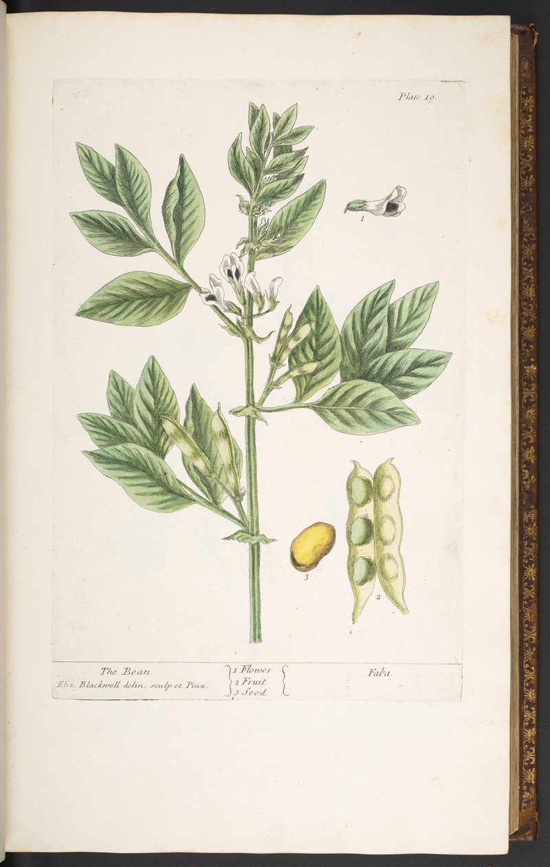 Placa 19, la mongeta, de "Una herba curiosa" finlandesa tekijältä Elizabeth Blackwell