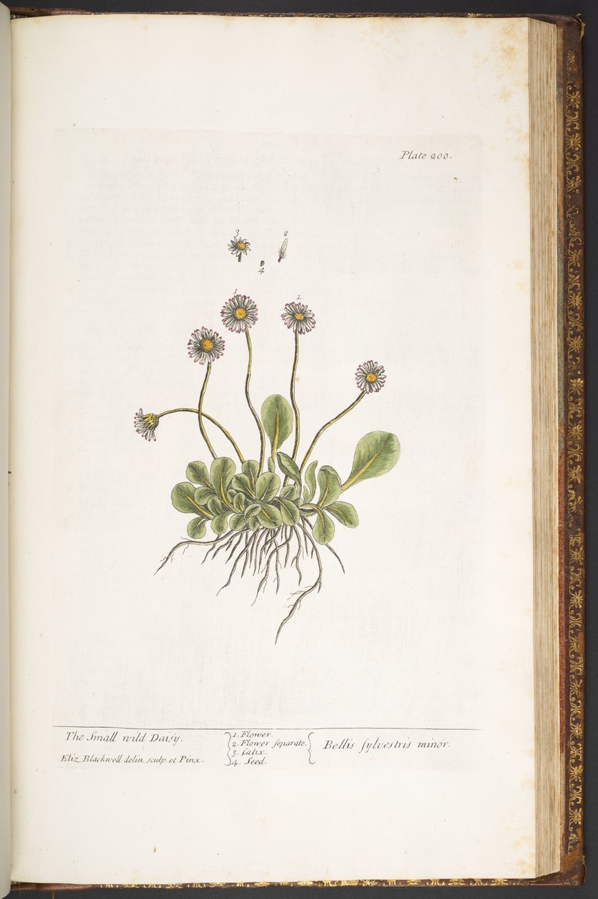 Levy 200, Pieni villi päivänkakkara, "A Curious Herbal" tekijältä Elizabeth Blackwell