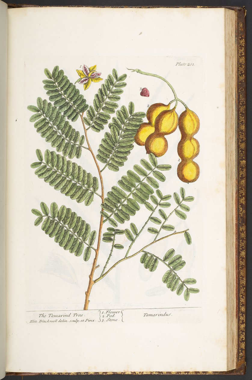 Levy 201, "A Curious Herbal" tekijältä Elizabeth Blackwell