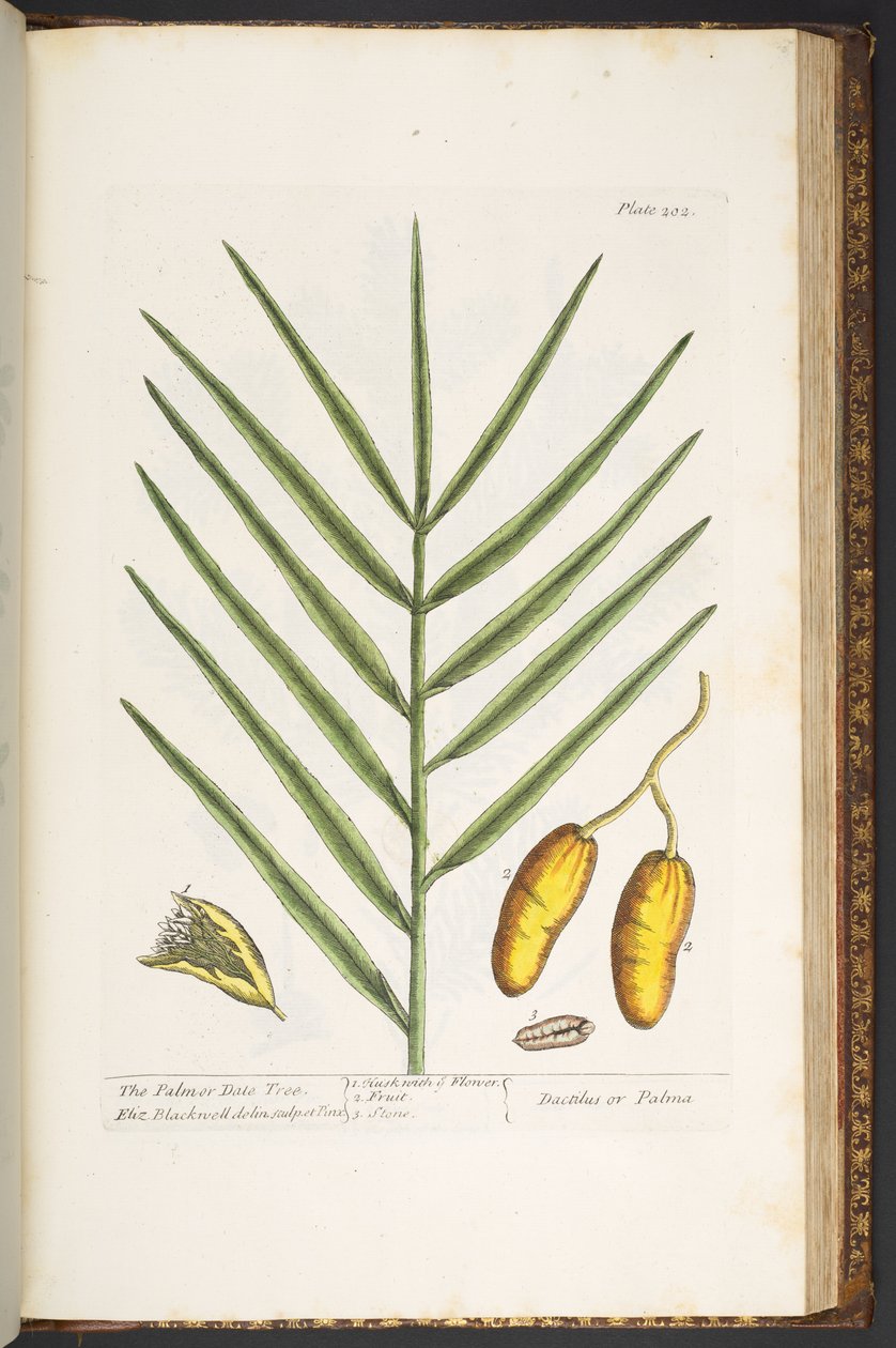 Levy 202, "A Curious Herbal" tekijältä Elizabeth Blackwell