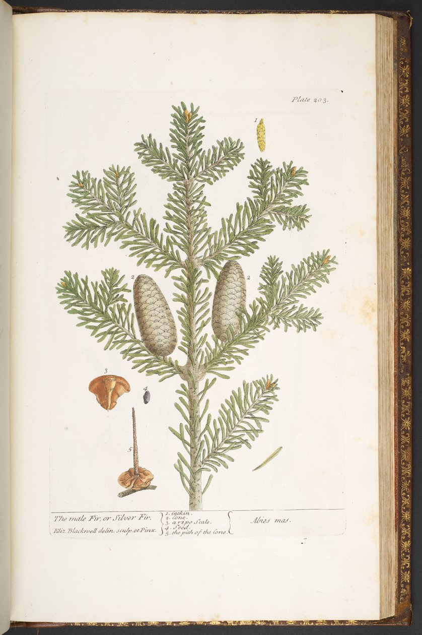 Levy 203, "A Curious Herbal" tekijältä Elizabeth Blackwell