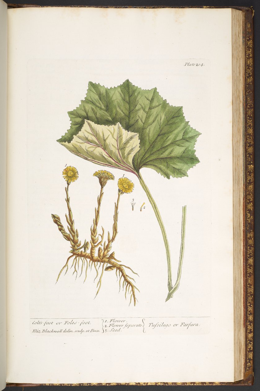 Levy 204, "A Curious Herbal" tekijältä Elizabeth Blackwell