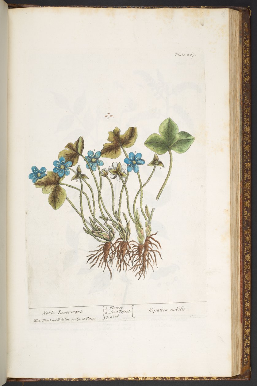 Levy 207, "A Curious Herbal" tekijältä Elizabeth Blackwell
