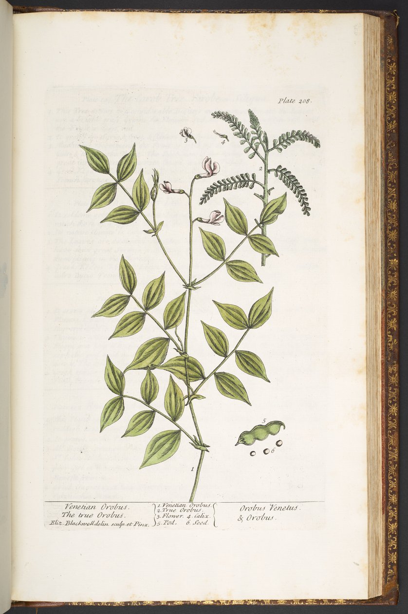 Levy 208, "A Curious Herbal" tekijältä Elizabeth Blackwell