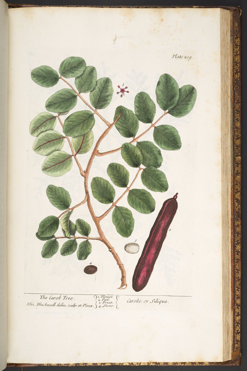 Levy 209, "A Curious Herbal" tekijältä Elizabeth Blackwell