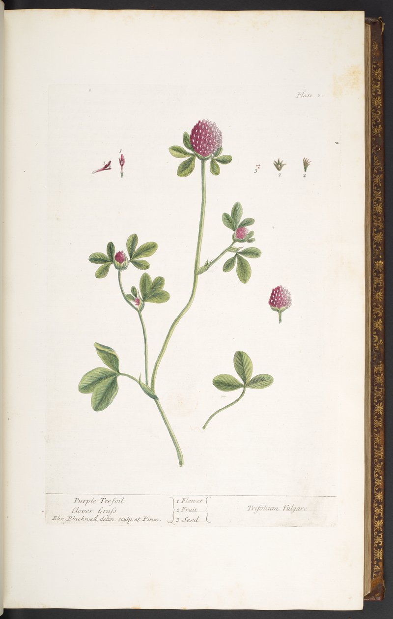 Lauta 20, Purple Trefoil Clover Grass, "A Curious Herbal" tekijältä Elizabeth Blackwell