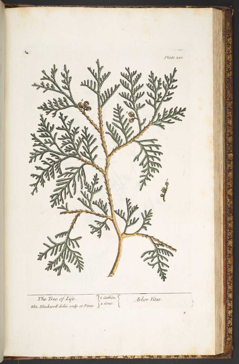 Levy 210, "A Curious Herbal" tekijältä Elizabeth Blackwell