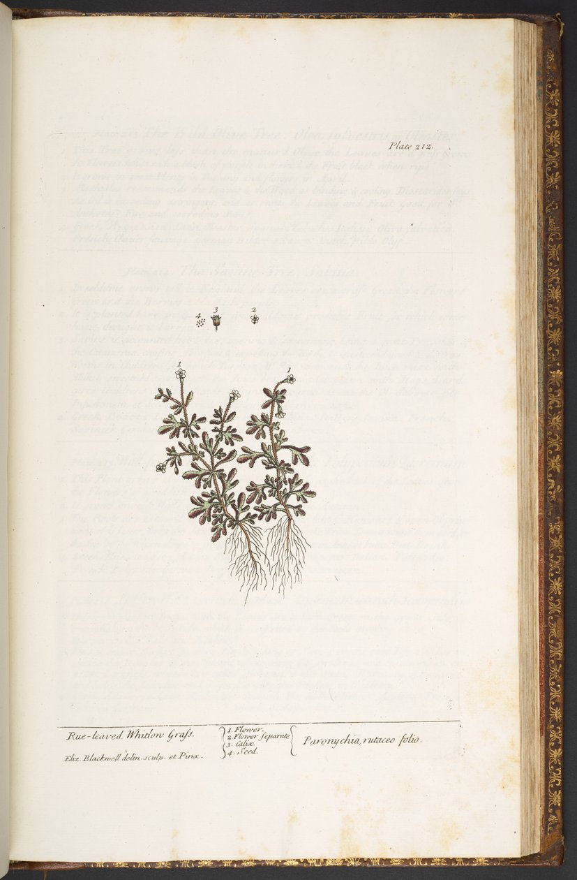 Levy 212, "A Curious Herbal" tekijältä Elizabeth Blackwell