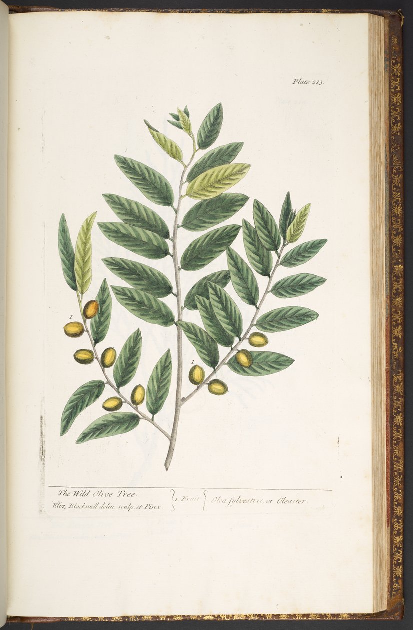 Levy 213, "A Curious Herbal" tekijältä Elizabeth Blackwell