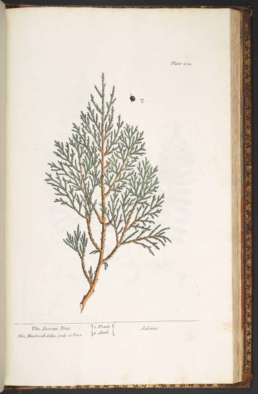 Levy 214, "A Curious Herbal" tekijältä Elizabeth Blackwell