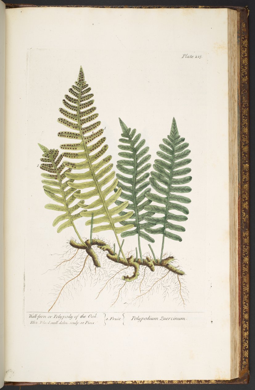 Levy 215, Wall-fern tai Polypody of the Oak, 