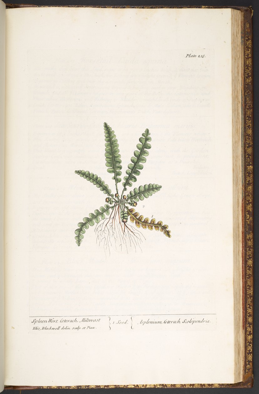 Levy 216, "A Curious Herbal" tekijältä Elizabeth Blackwell