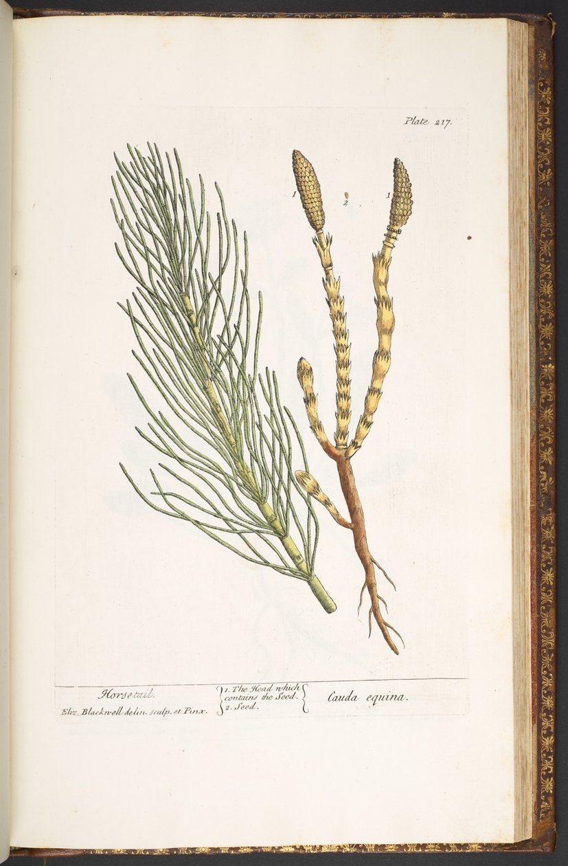 Levy 217, Korte, "A Curious Herbal" tekijältä Elizabeth Blackwell