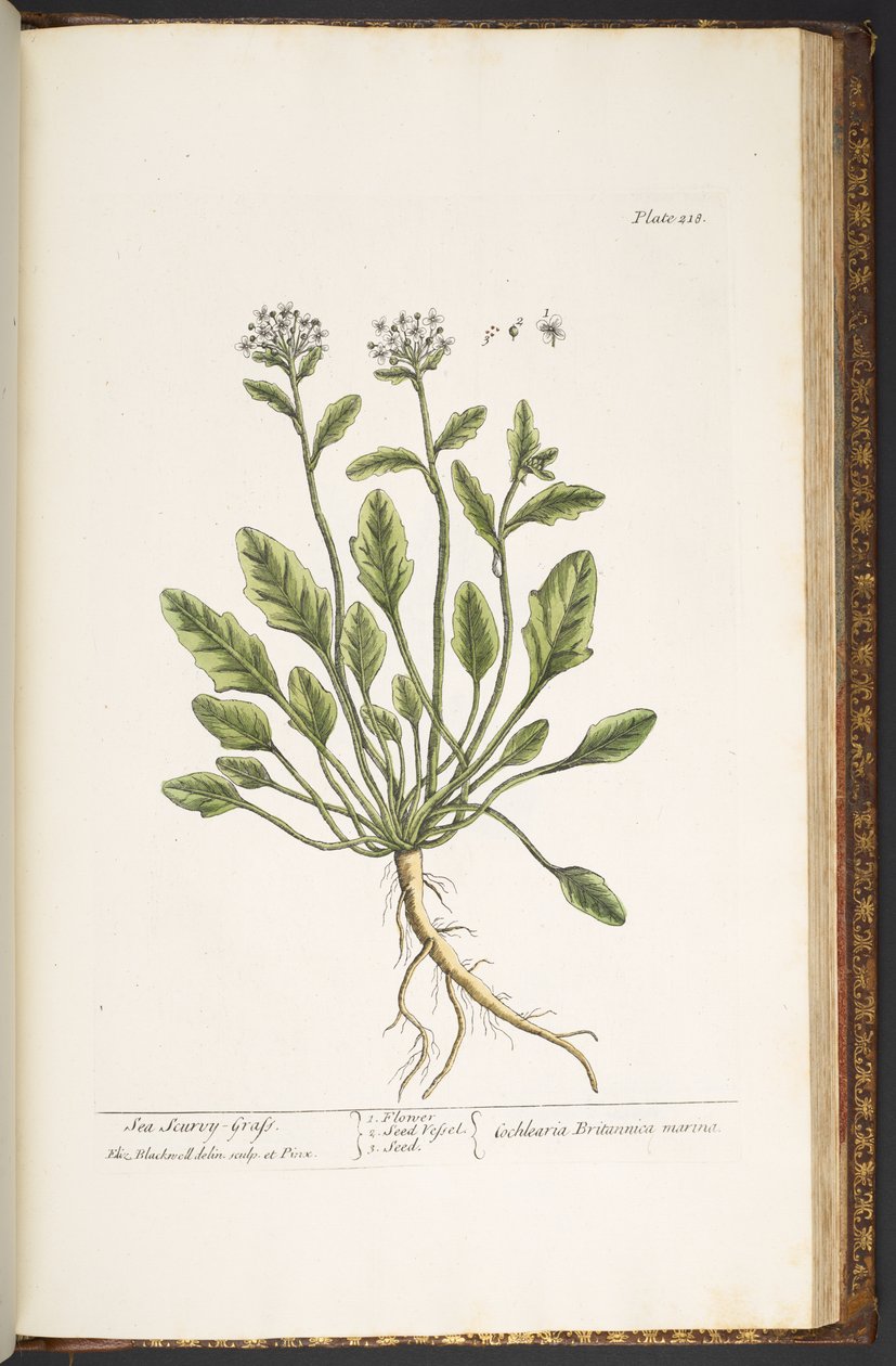 Levy 218, "A Curious Herbal" tekijältä Elizabeth Blackwell