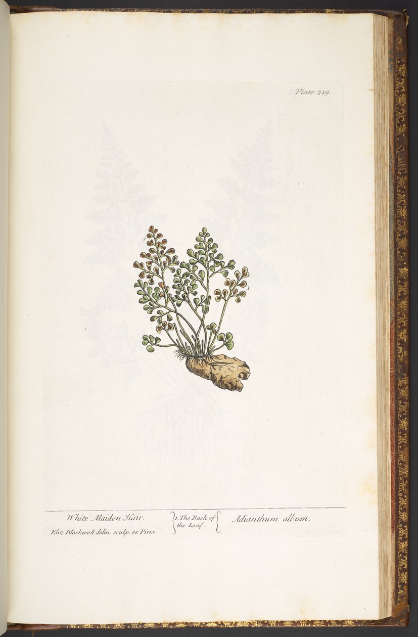 Levy 219, "A Curious Herbal" tekijältä Elizabeth Blackwell