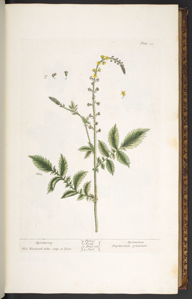 Levy 21, Agrimony, "A Curious Herbal" tekijältä Elizabeth Blackwell