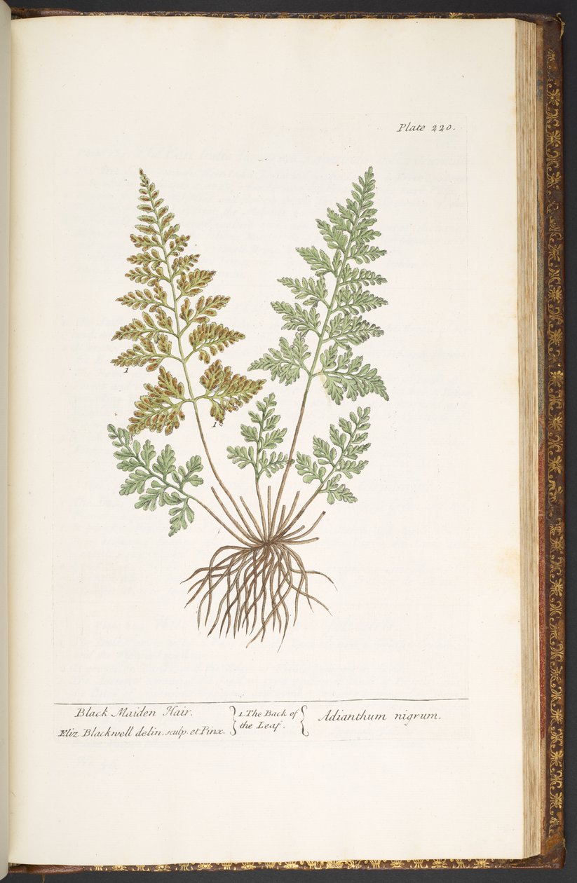 Levy 220, Black Maiden Hair, "A Curious Herbal" tekijältä Elizabeth Blackwell
