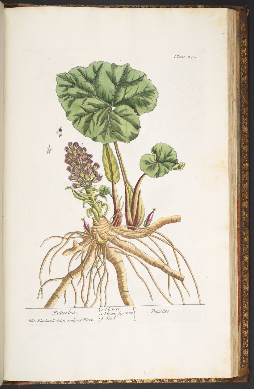 Levy 222, "A Curious Herbal" tekijältä Elizabeth Blackwell