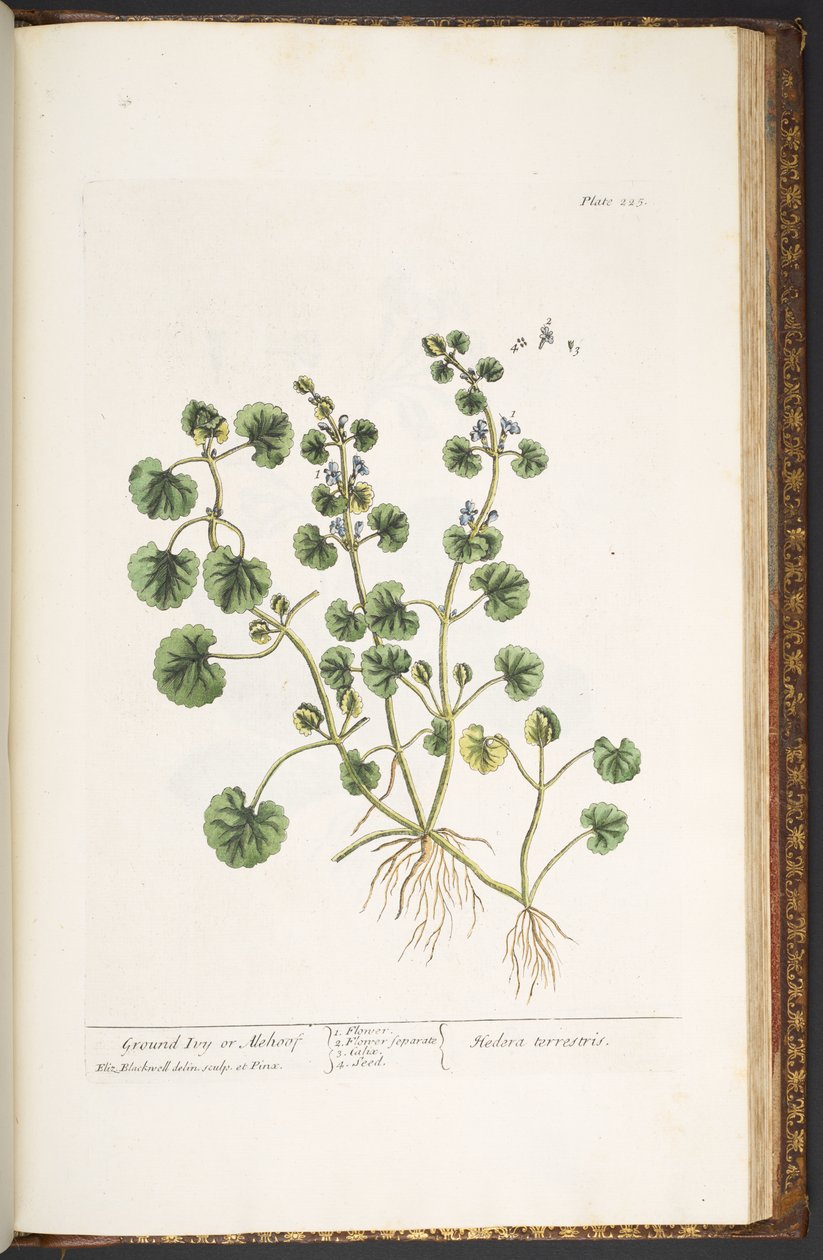 Levy 225, "A Curious Herbal" tekijältä Elizabeth Blackwell