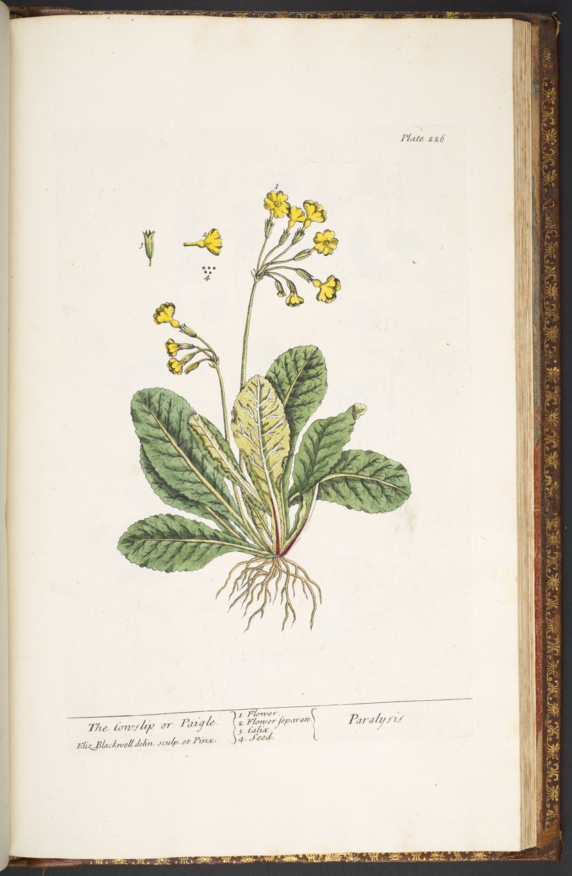 Levy 226, "A Curious Herbal" tekijältä Elizabeth Blackwell