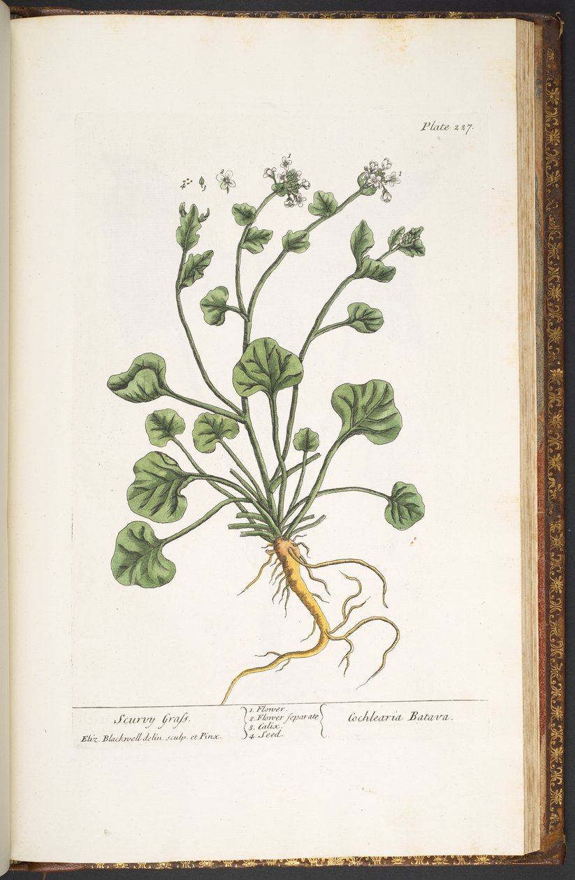 Levy 227, "A Curious Herbal" tekijältä Elizabeth Blackwell