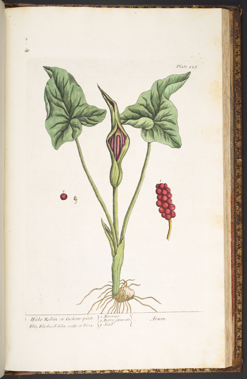Levy 228, "A Curious Herbal" tekijältä Elizabeth Blackwell