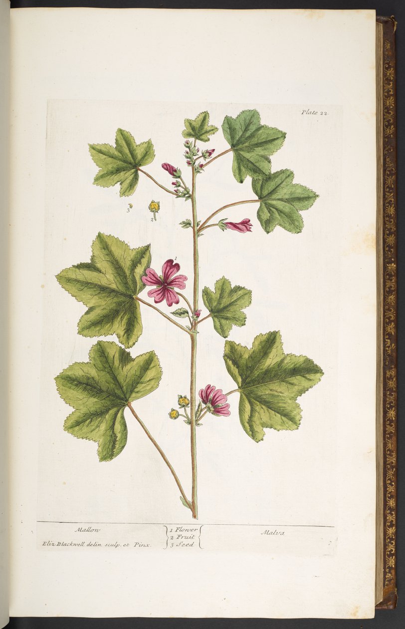 Levy 22, Mallon, "A Curious Herbal" tekijältä Elizabeth Blackwell