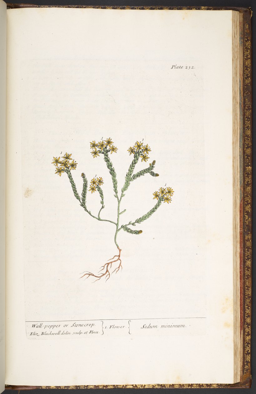 Levy 232, "A Curious Herbal" tekijältä Elizabeth Blackwell