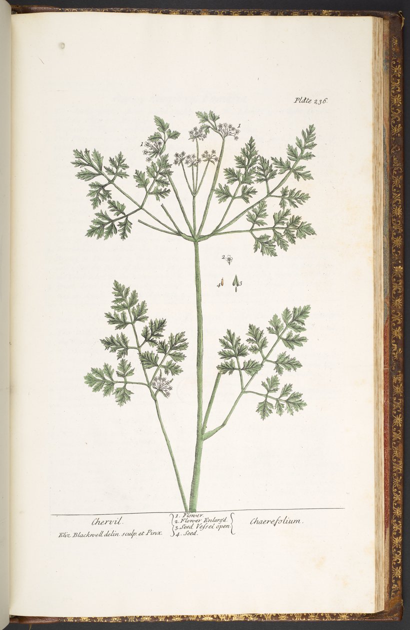 Levy 236, Chervil, "A Curious Herbal" tekijältä Elizabeth Blackwell