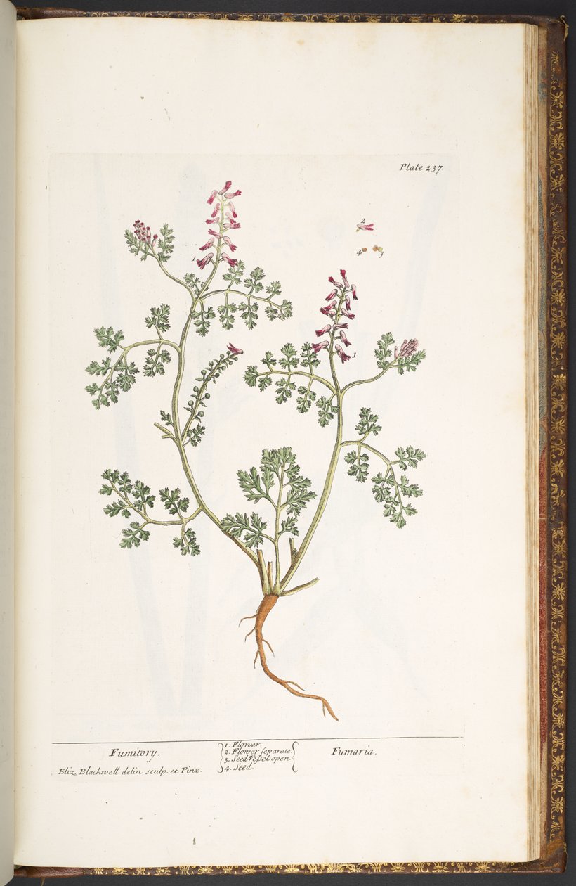 Levy 237, Fumitory, "A Curious Herbal" tekijältä Elizabeth Blackwell