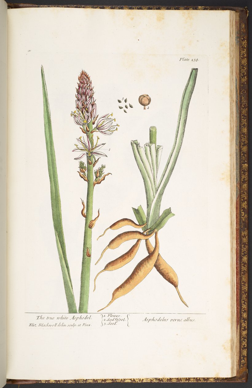 Levy 238, "A Curious Herbal" tekijältä Elizabeth Blackwell
