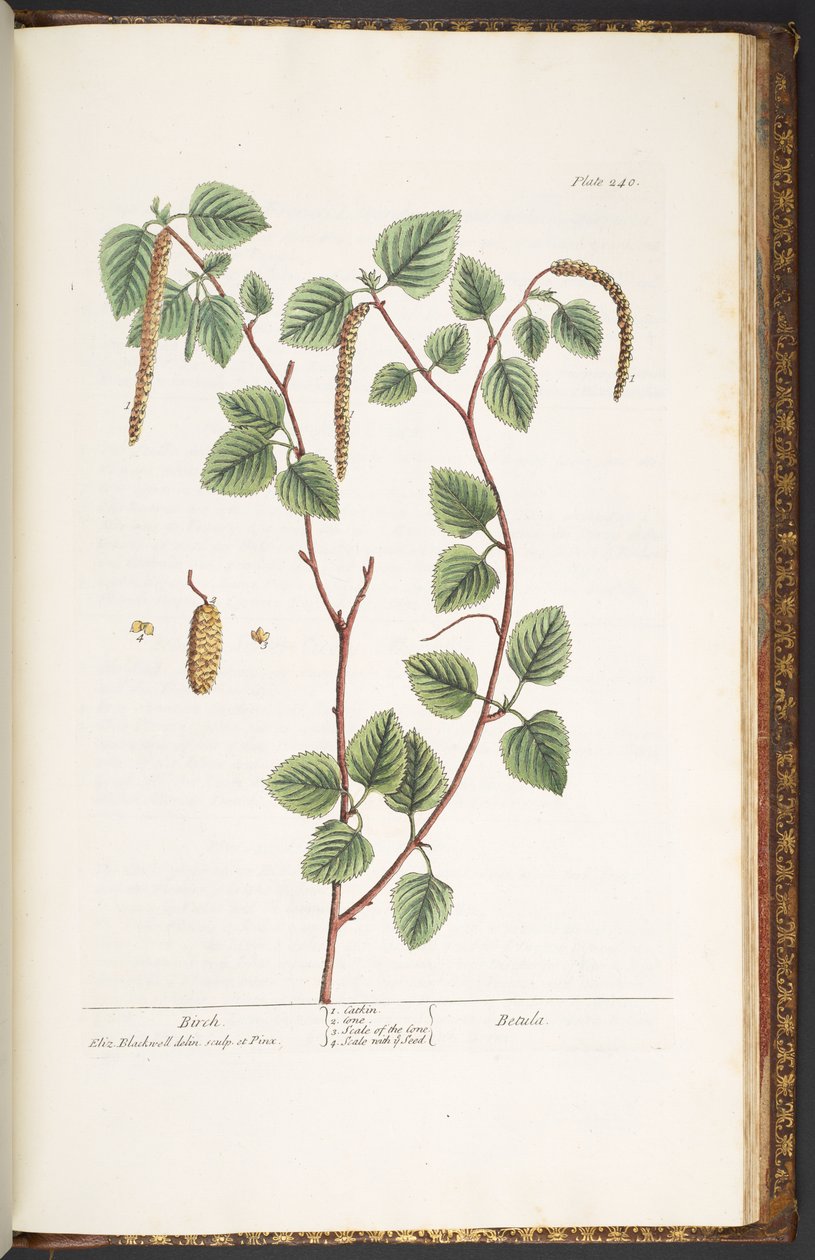 Levy 240, "A Curious Herbal" tekijältä Elizabeth Blackwell