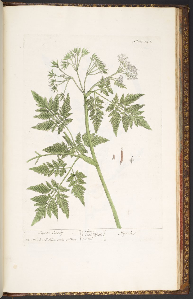Levy 243, "A Curious Herbal" tekijältä Elizabeth Blackwell