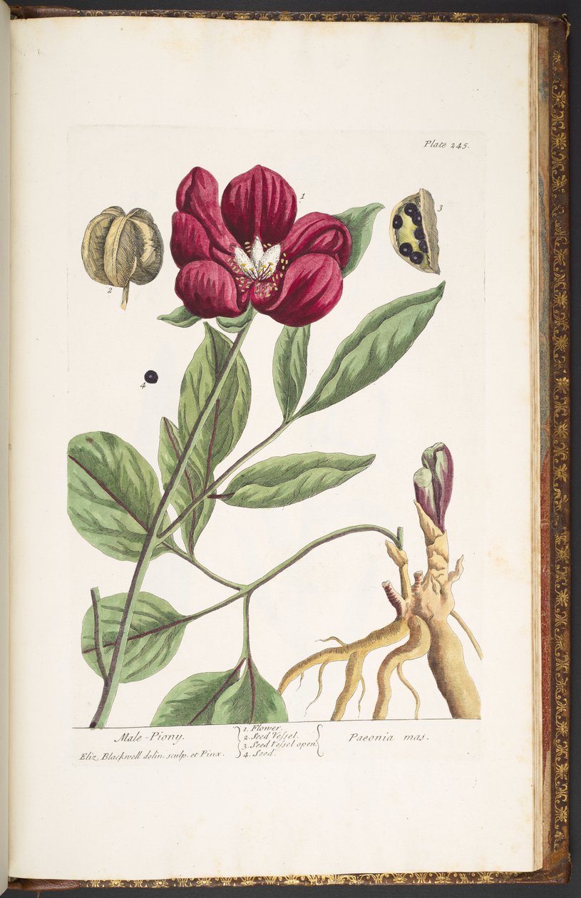 Levy 245, Urospioni, "A Curious Herbal" tekijältä Elizabeth Blackwell