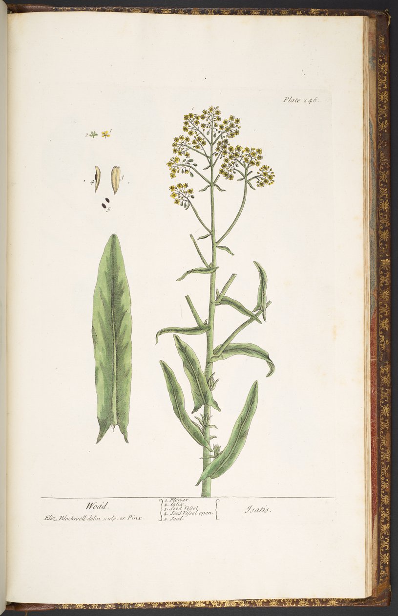 Levy 246, Wodd, "A Curious Herbal" tekijältä Elizabeth Blackwell