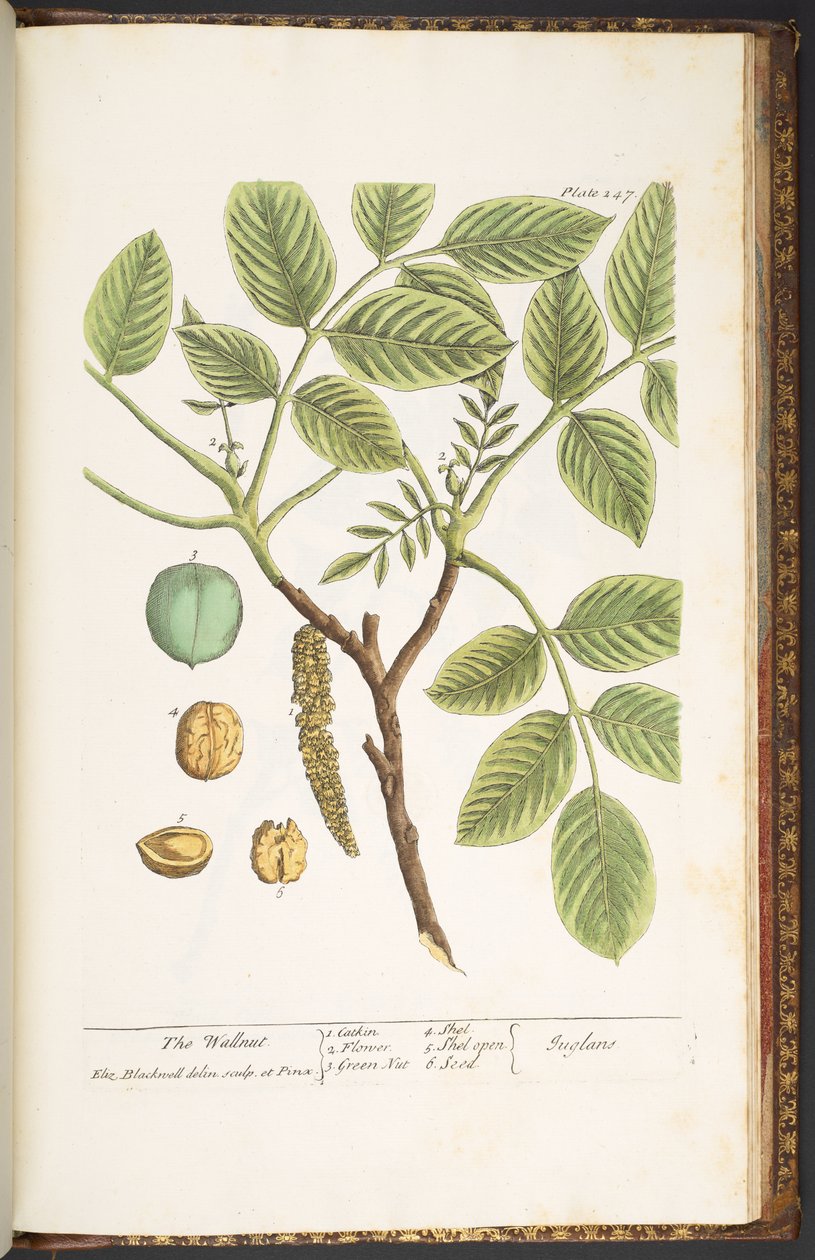 Levy 247, The Wallnut, "Utelias yrtti" tekijältä Elizabeth Blackwell