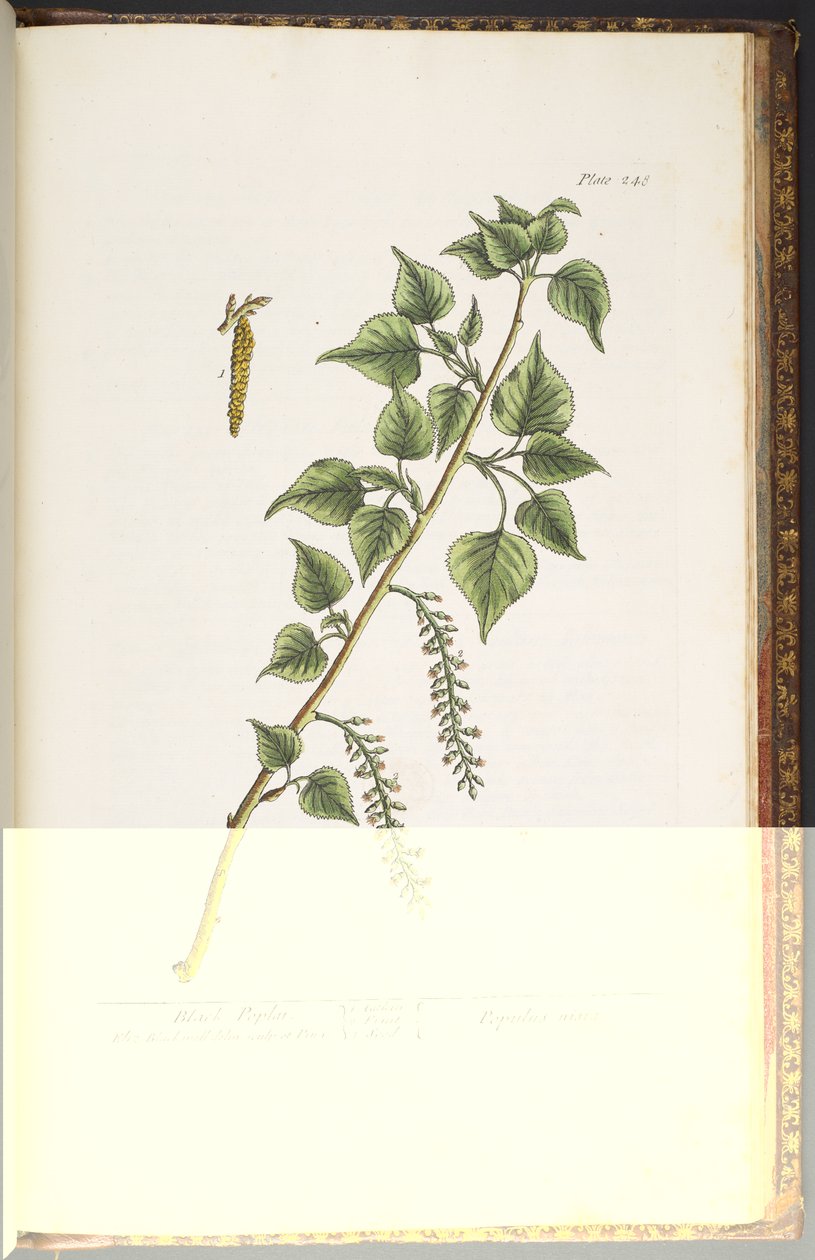 Levy 248, "A Curious Herbal" tekijältä Elizabeth Blackwell