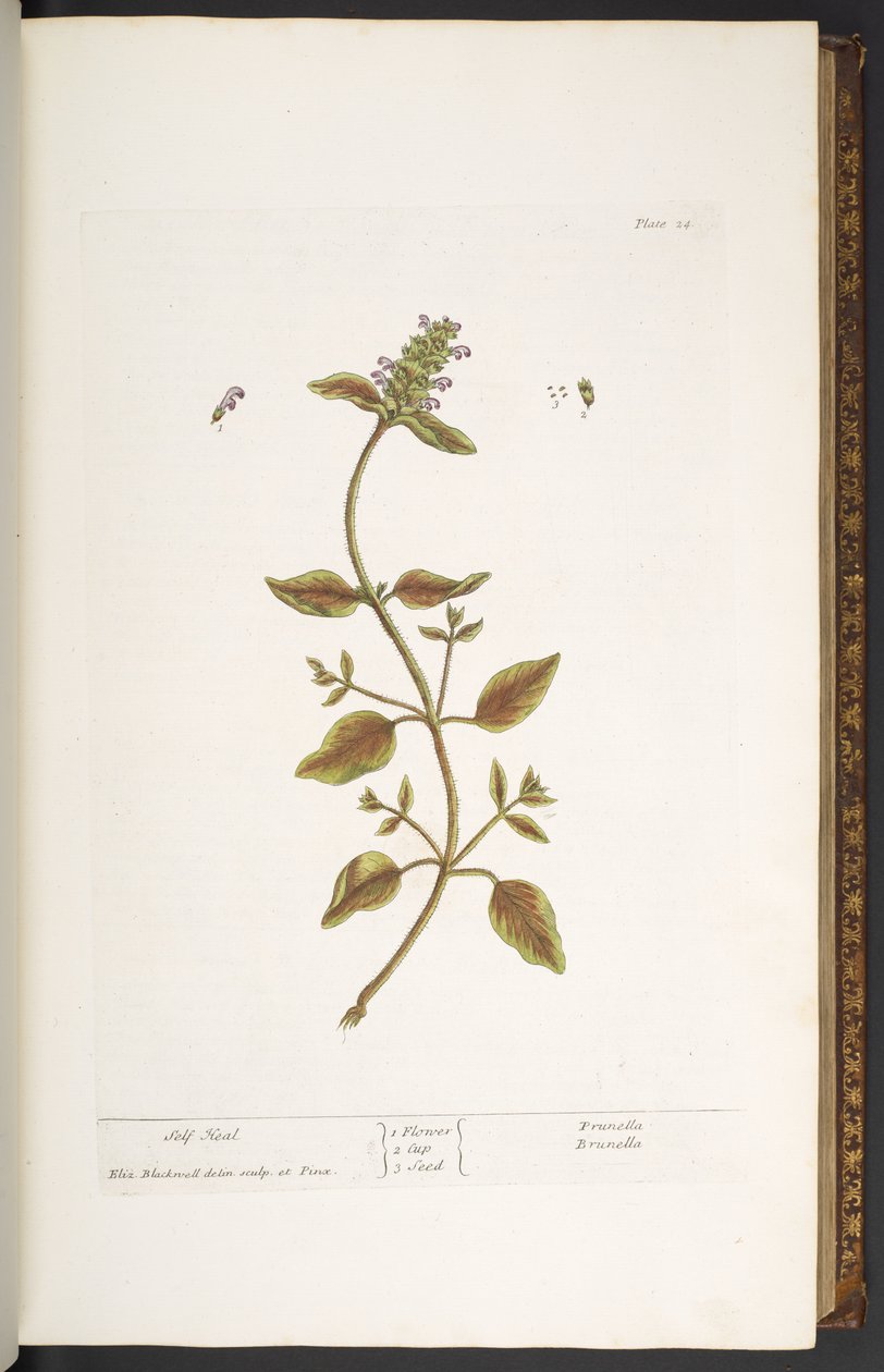Levy 24, Self Heal, kirjasta "A Curious Herbal" tekijältä Elizabeth Blackwell