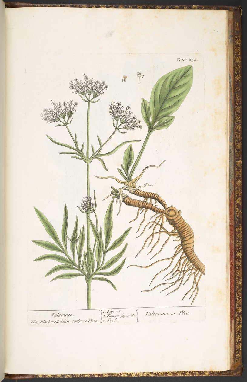 Levy 250, Valerian, "A Curious Herbal" tekijältä Elizabeth Blackwell