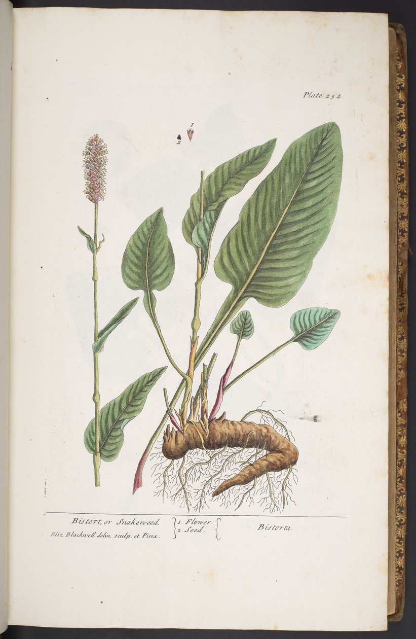 Levy 254, "A Curious Herbal" tekijältä Elizabeth Blackwell