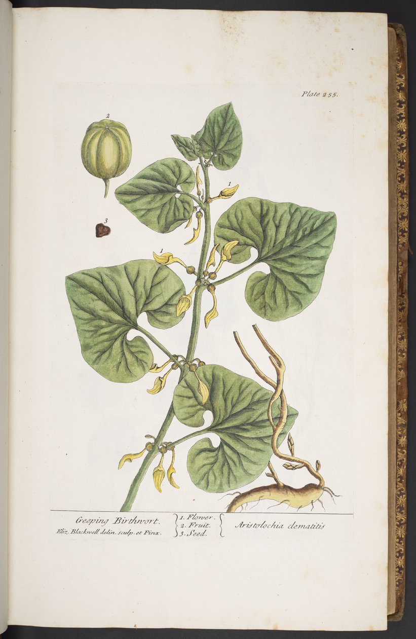 Levy 255, "A Curious Herbal" tekijältä Elizabeth Blackwell
