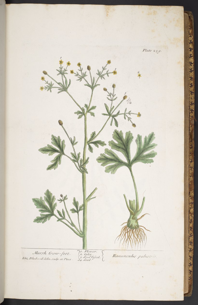 Levy 259, "A Curious Herbal" tekijältä Elizabeth Blackwell