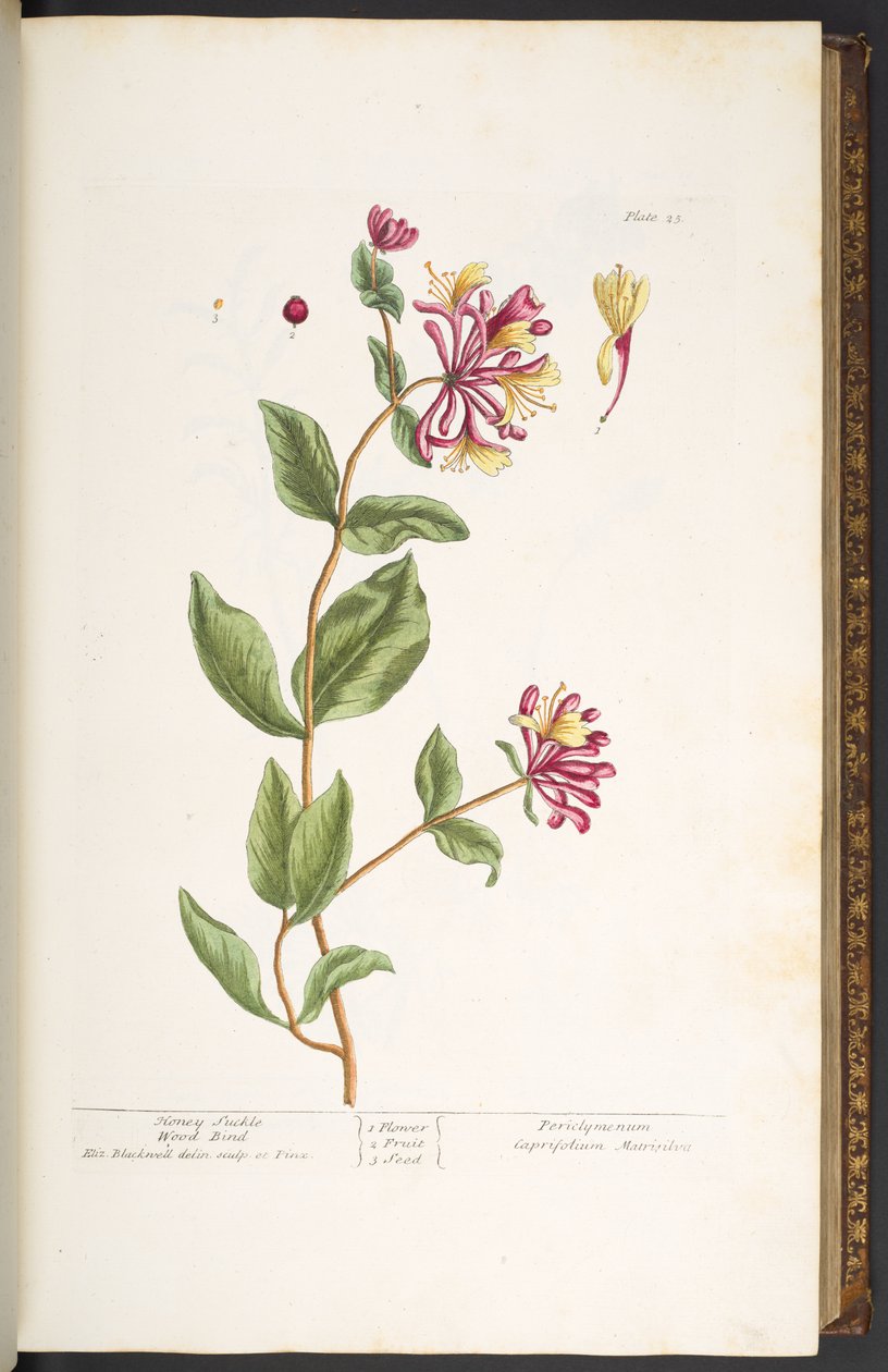 Levy 25, Honeysuckle Wood Blind, "A Curious Herbal" tekijältä Elizabeth Blackwell