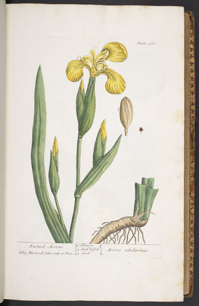 Levy 261, "A Curious Herbal" tekijältä Elizabeth Blackwell