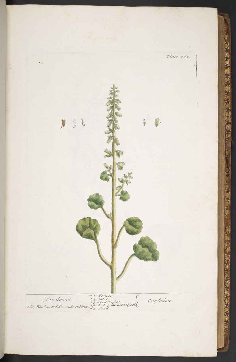 Levy 263, "A Curious Herbal" tekijältä Elizabeth Blackwell