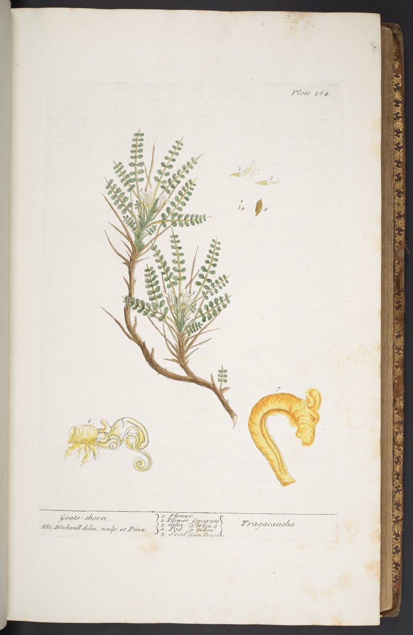 Levy 264, "A Curious Herbal" tekijältä Elizabeth Blackwell